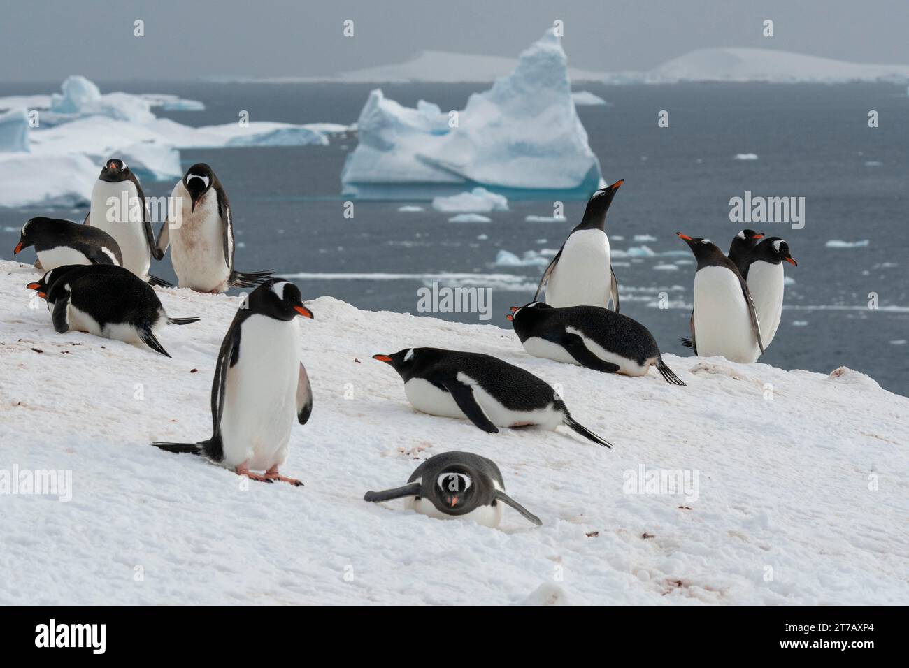 Gentoo penguins (Pygoscelis papua), Petermann Island, Antarctica. Stock Photo