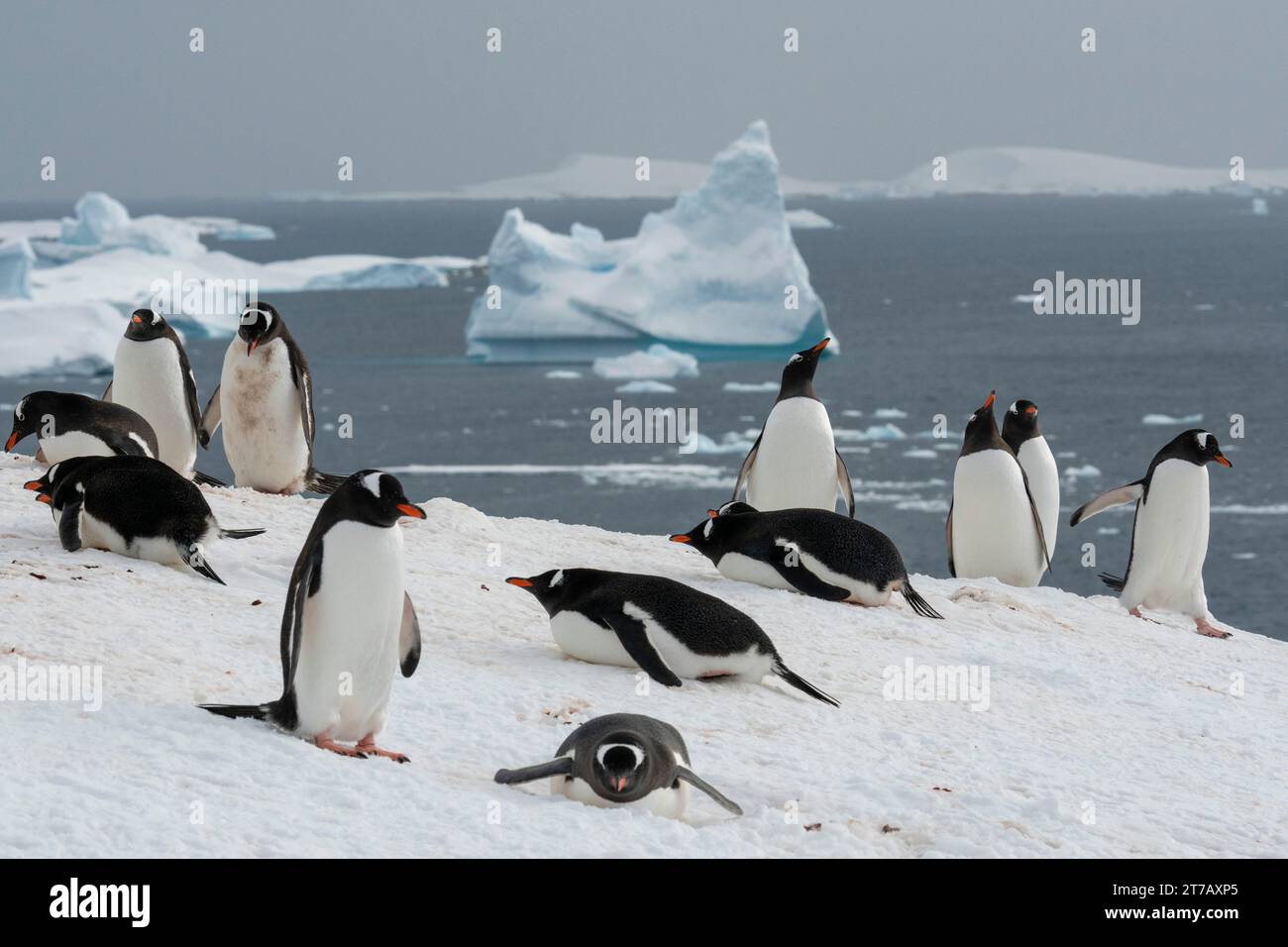 Gentoo penguins (Pygoscelis papua), Petermann Island, Antarctica. Stock Photo