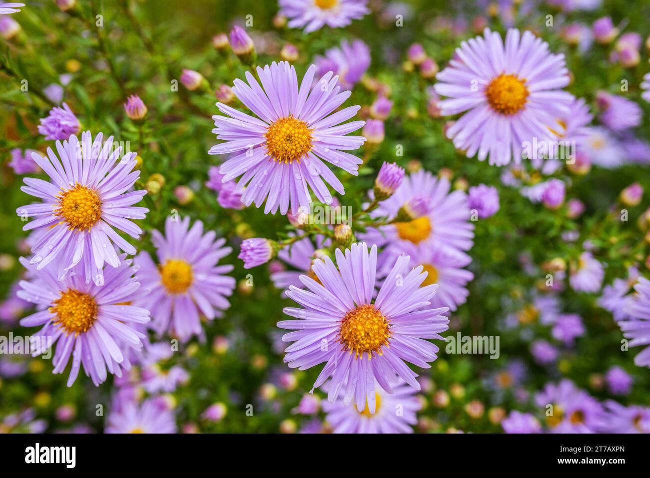 Symphyotrichum novi-belgii also known as New York Aster is the type species for Symphyotrichum, a genus of the family Asteraceae whose species were on Stock Photo