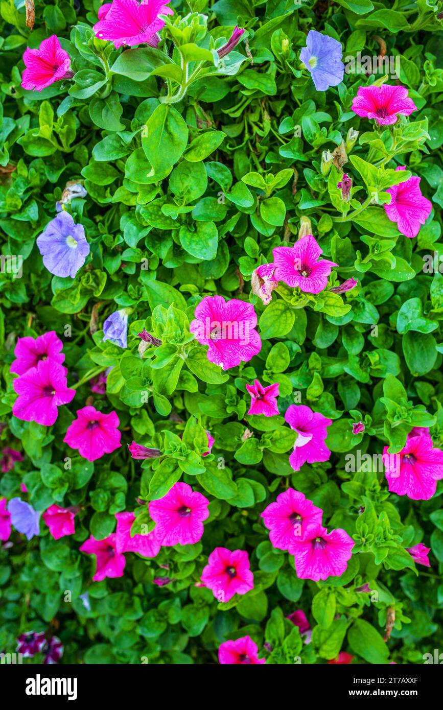 Petunia is genus of 35 species of flowering plants of South American origin, closely related to tobacco, cape gooseberries, tomatoes, deadly nightshad Stock Photo