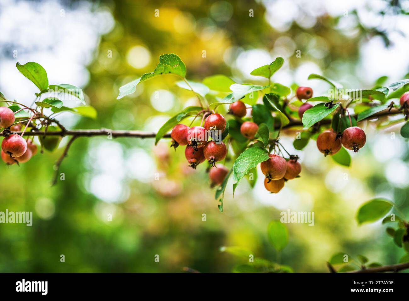 Malus sylvestris, the European crab apple, is a species of the genus Malus, native to Europe. Its scientific name means forest apple, and the truly wi Stock Photo