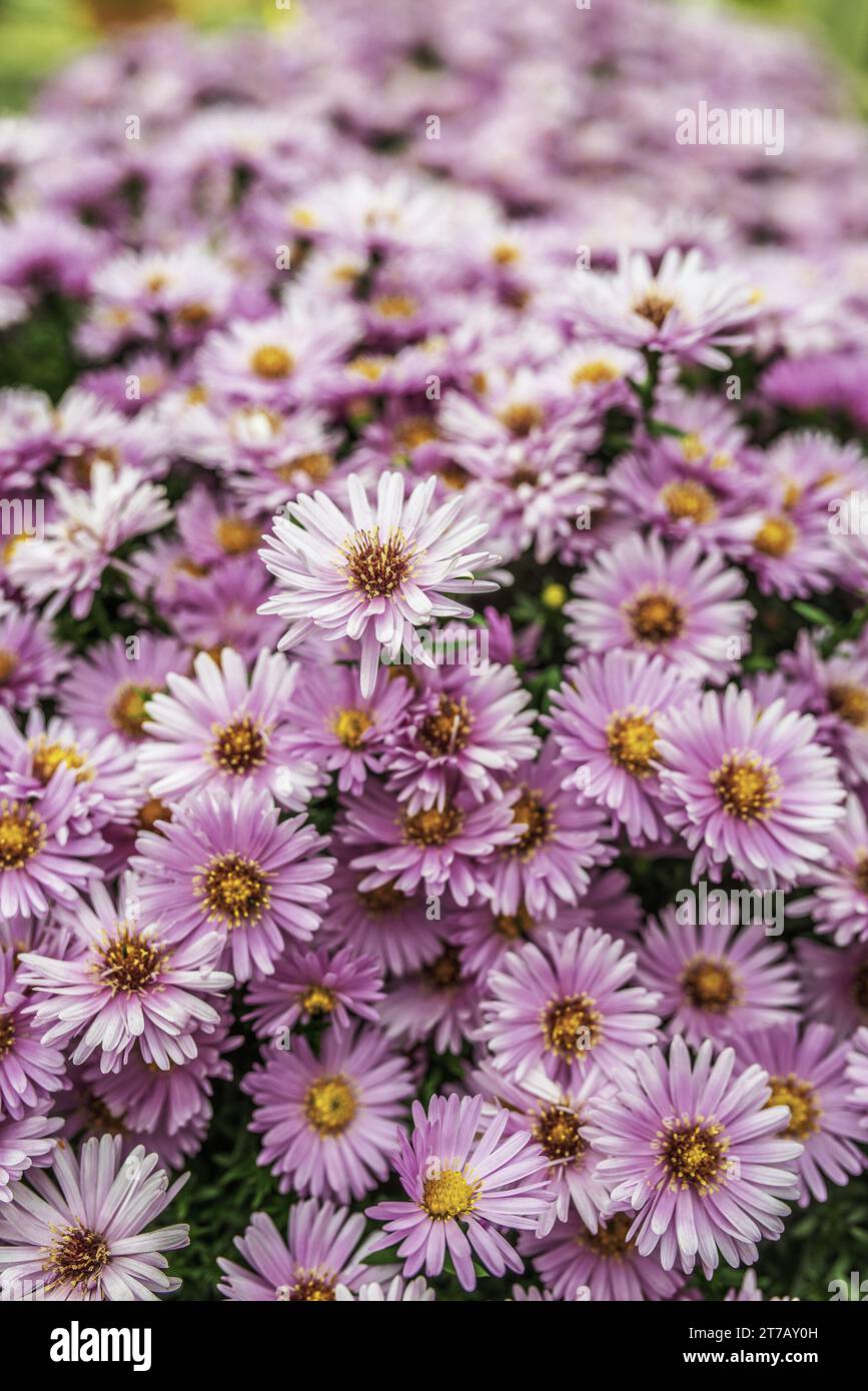 Symphyotrichum novi-belgii also known as New York Aster is the type