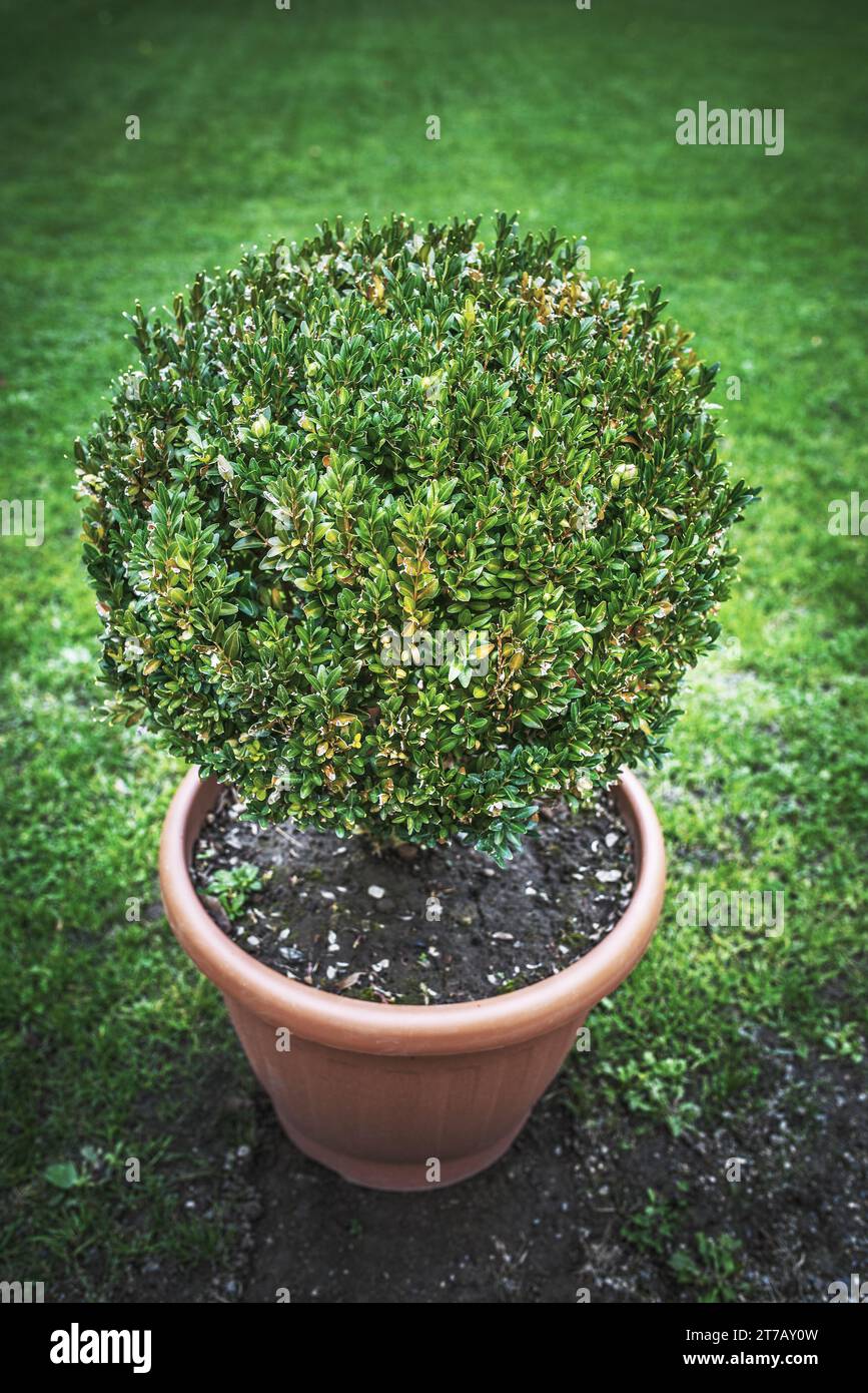 Buxus is a genus of about 70 species in the family Buxaceae. Common names include box or boxwood. Stock Photo