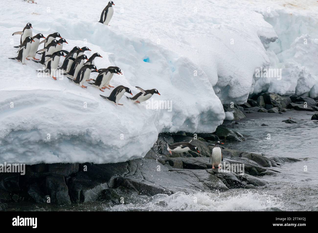Gentoo penguins (Pygoscelis papua) jumping into the water, Damoy Point, Wiencke Island, Antarctica. Stock Photo
