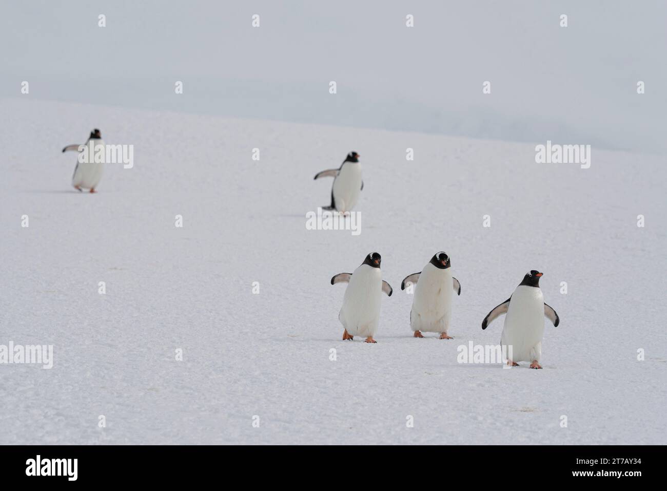 Gentoo penguins (Pygoscelis papua) walking to the sea, Damoy Point, Wiencke Island, Antarctica. Stock Photo