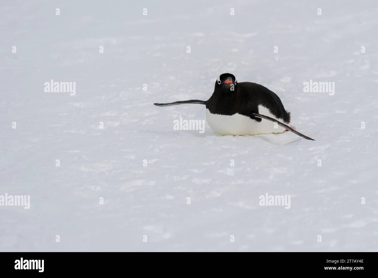 Gentoo penguin (Pygoscelis papua) tobogganing, Damoy Point, Wiencke