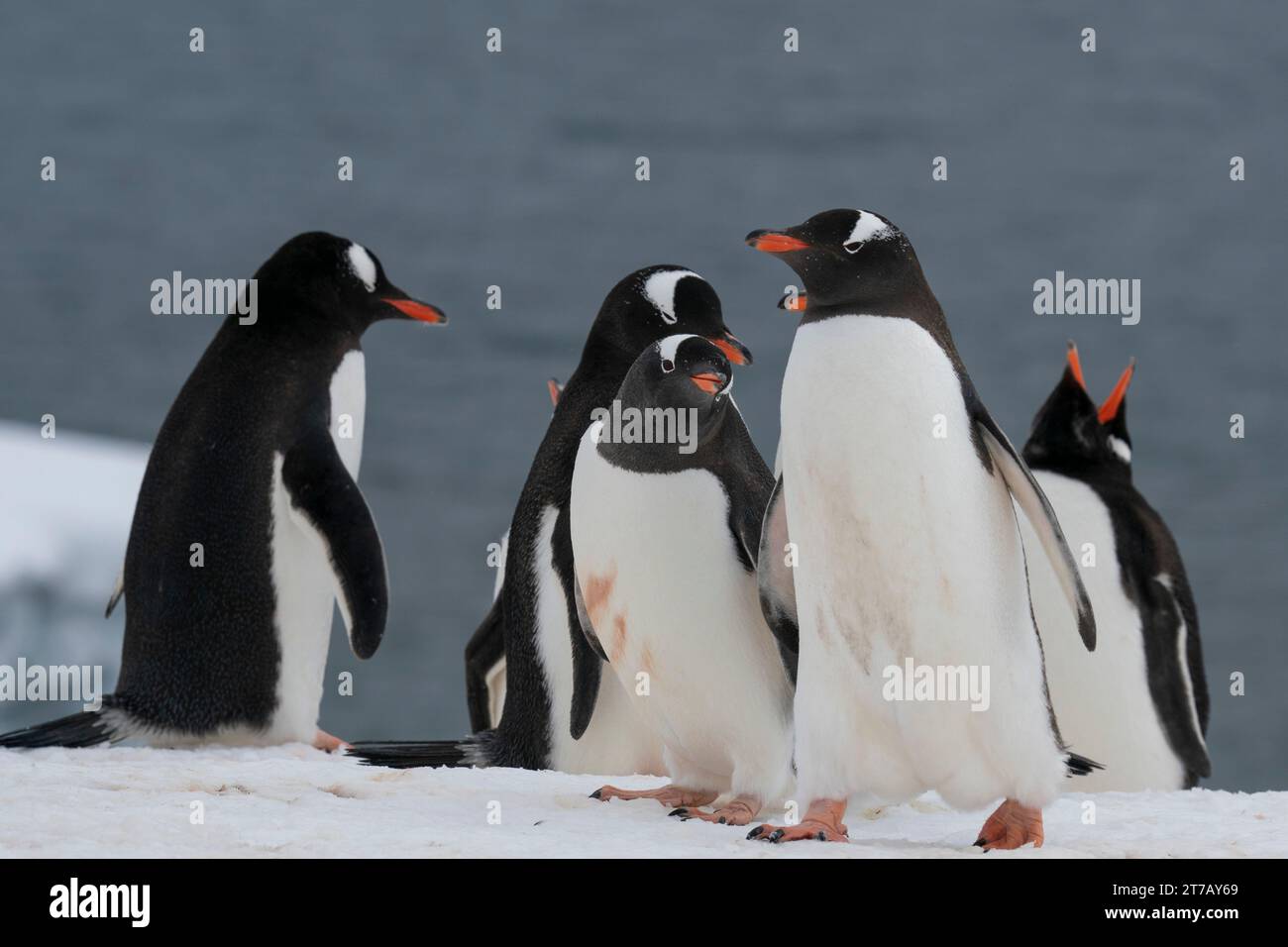 Gentoo penguins (Pygoscelis papua), Damoy Point, Wiencke Island, Antarctica. Stock Photo