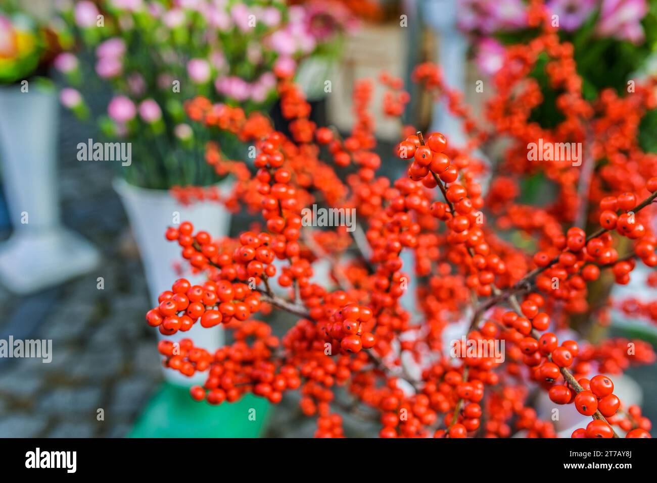 Shepherdia, commonly called buffaloberries or bullberries, are a genus of small shrubs in the Elaeagnaceae Family. Stock Photo