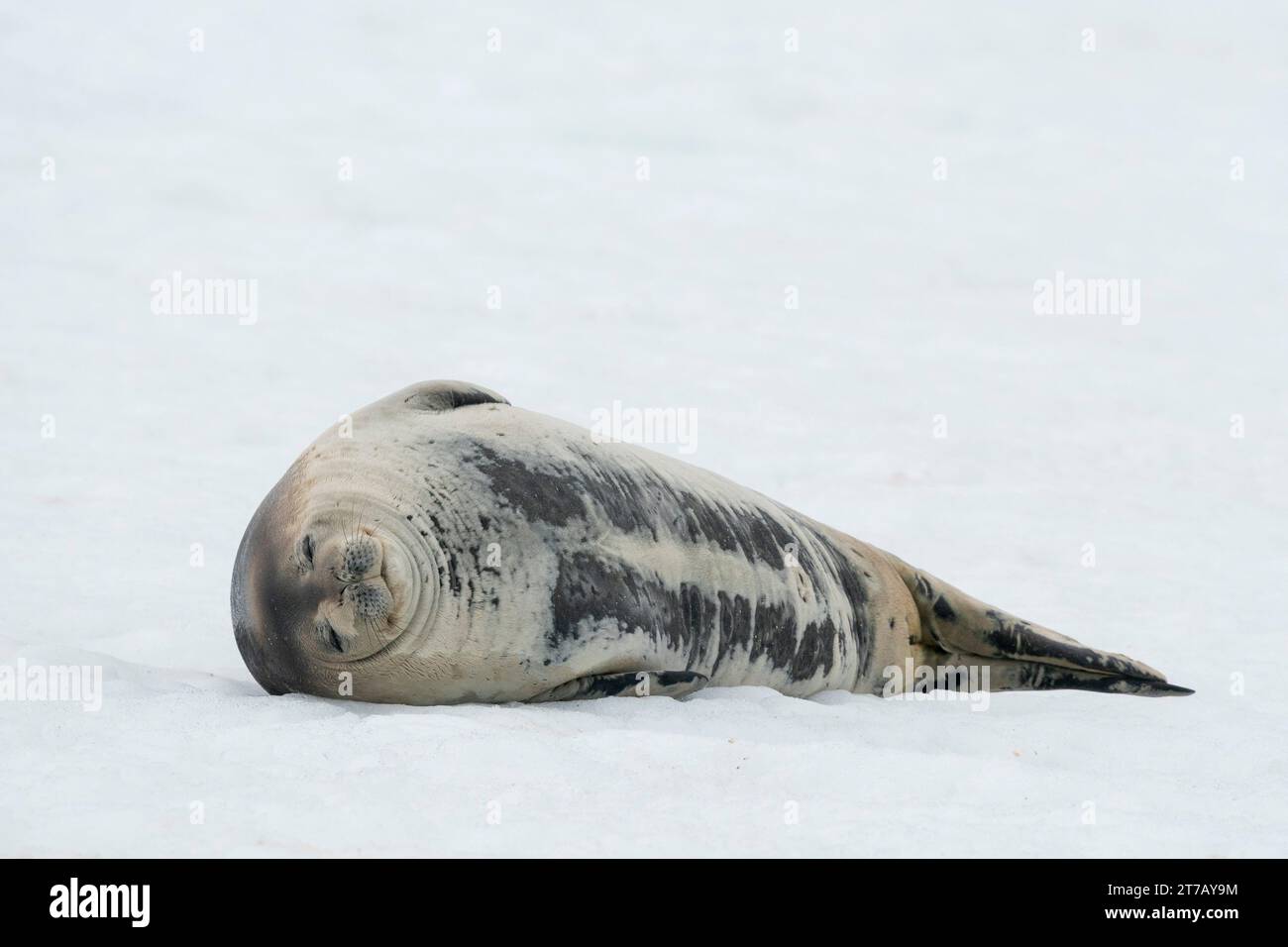 Crabeater seal (Lobodon carcinophaga) resting on ice, Half Moon Island, Antarctica. Stock Photo