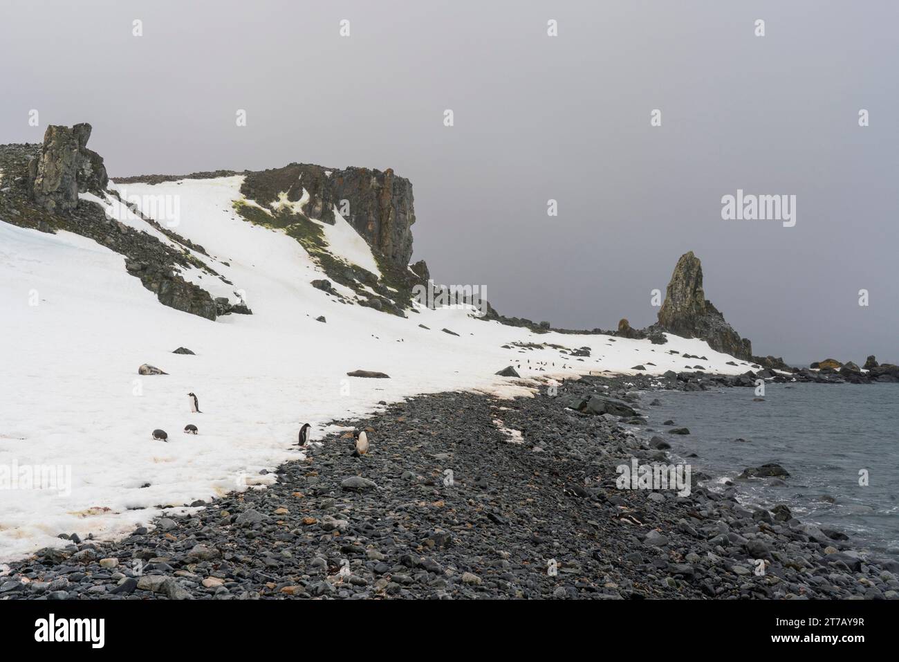 Gentoo penguin (Pygoscelis papua) on a rocky beach in Half Moon Island, Antarctica. Stock Photo