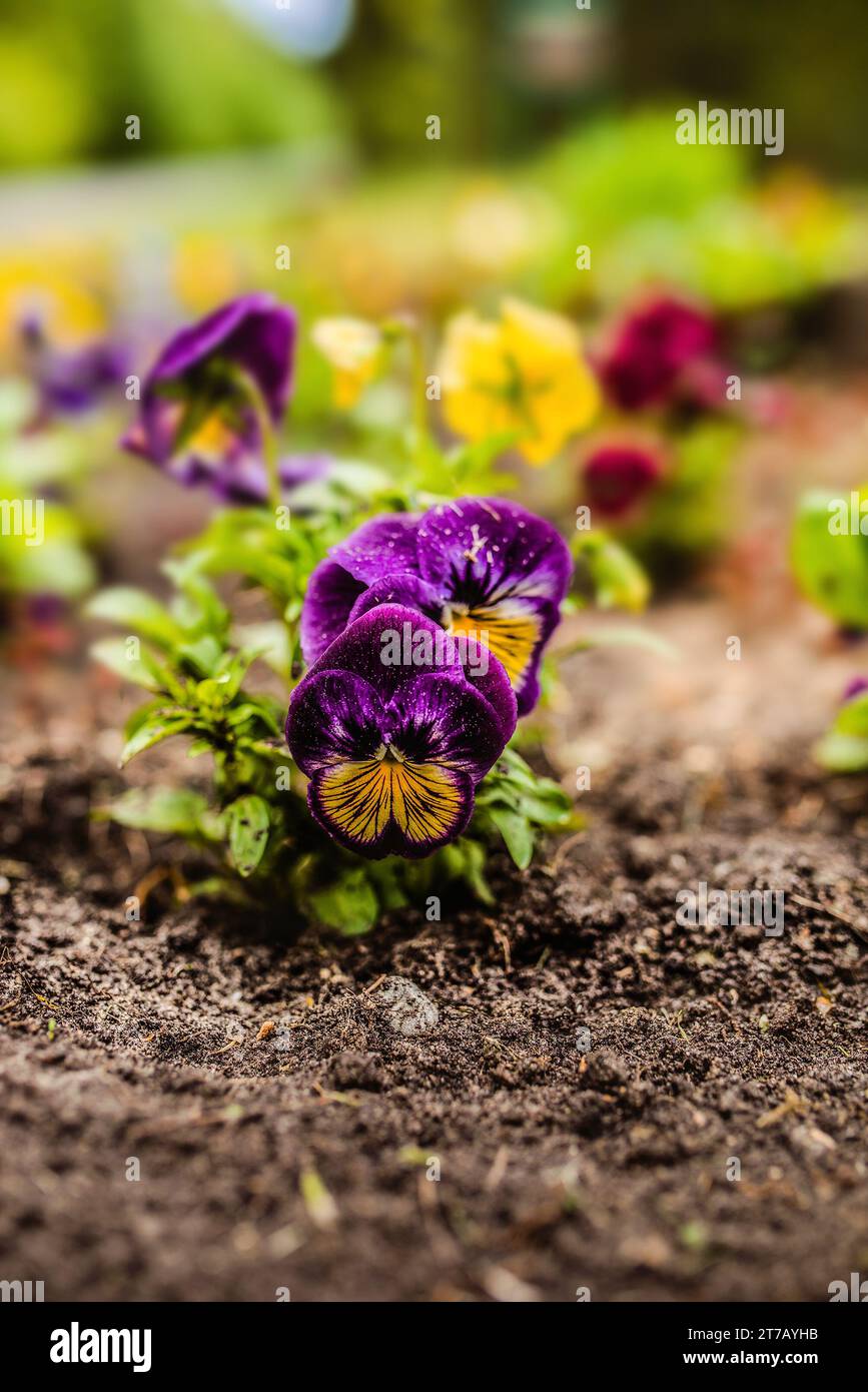The garden pansy is a type of large-flowered hybrid plant cultivated as a garden flower. Stock Photo