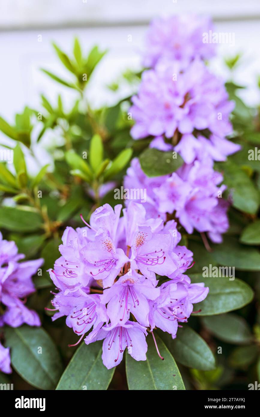 Rhododendron is genus of 1,024 species of woody plants in heath family (Ericaceae), either evergreen or deciduous, and found mainly in Asia, although Stock Photo