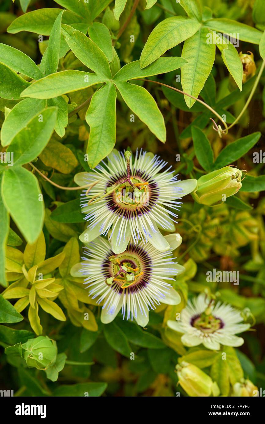 Passiflora caerulea, the blue passionflower, bluecrown passionflower or common passion flower, is a species of flowering plant native to South America Stock Photo
