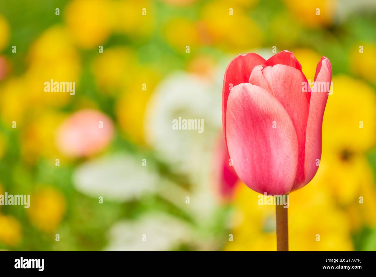 Tulips (Tulipa) form genus of spring-blooming perennial herbaceous bulbiferous geophytes (having bulbs as storage organs). Tulip is a member of Liliac Stock Photo