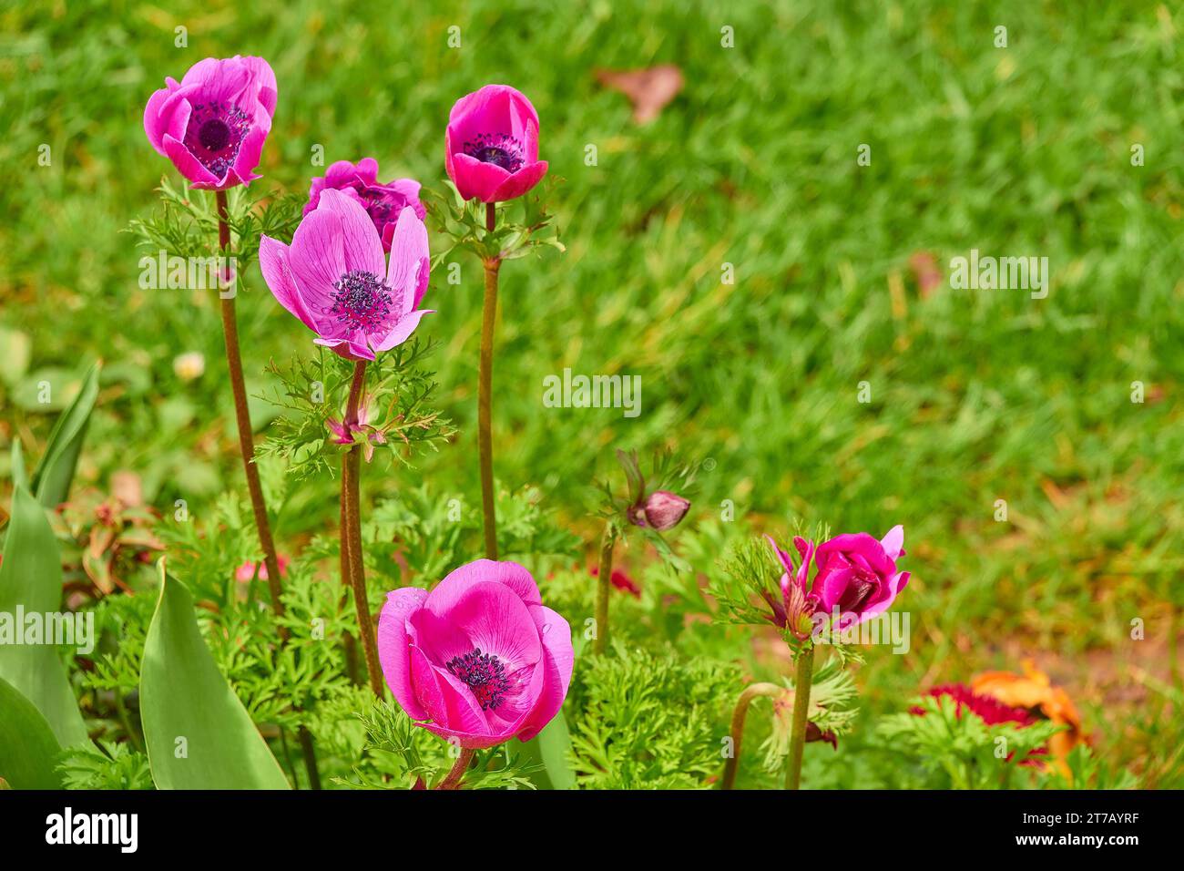 Anemone coronaria, the poppy anemone, Spanish marigold, or windflower, is a species of flowering plant in the genus Anemone, native to the Mediterrane Stock Photo