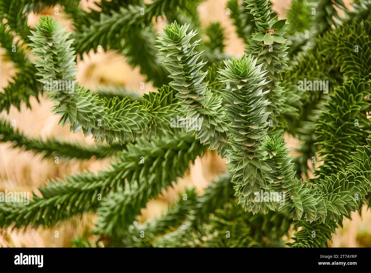Araucaria araucana (monkey puzzle tail tree, or Chilean pine) is an evergreen tree. It is native to central and southern Chile, western Argentina. Stock Photo