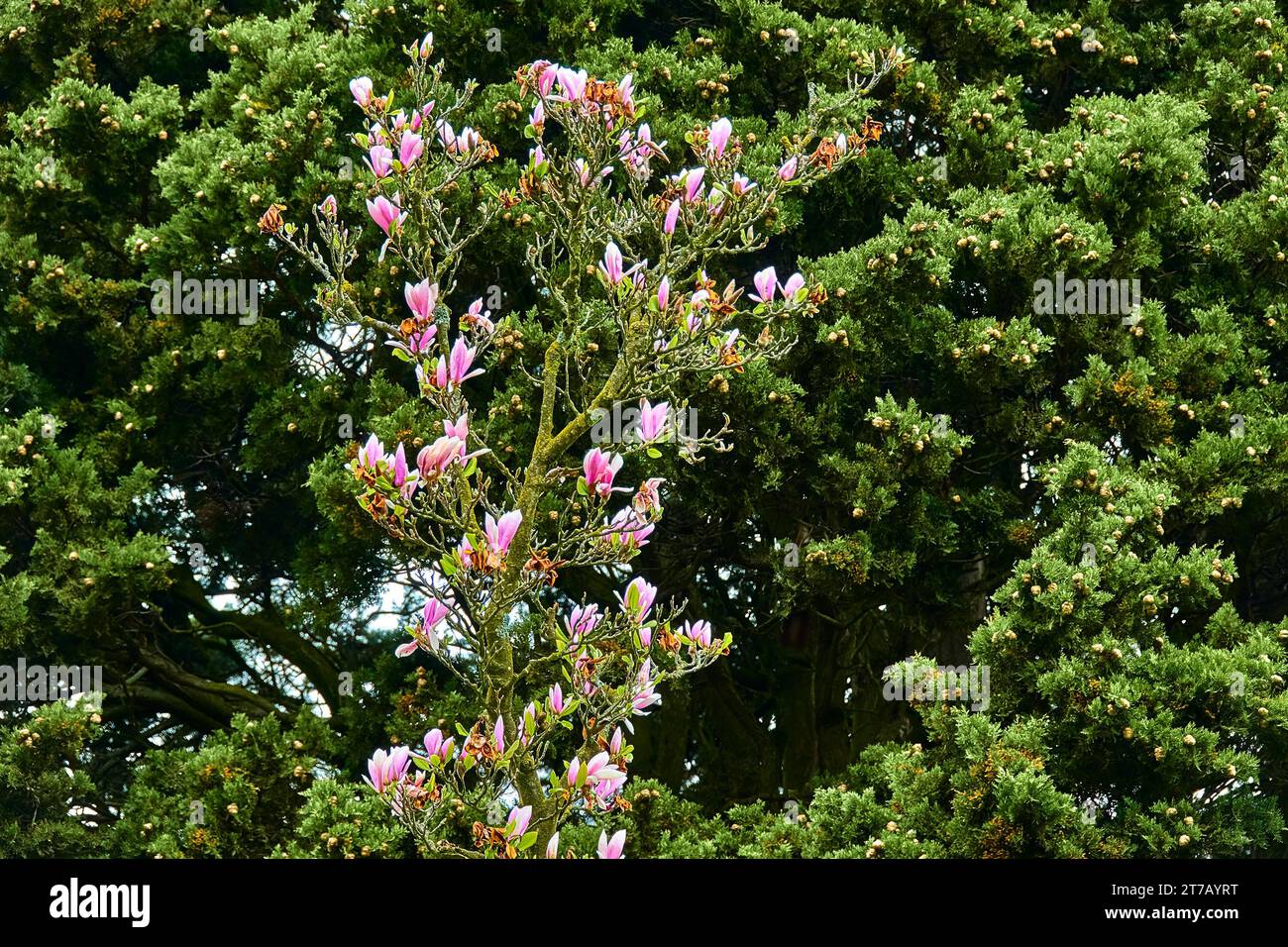 Magnolia soulangeana (saucer magnolia) is hybrid plant in genus