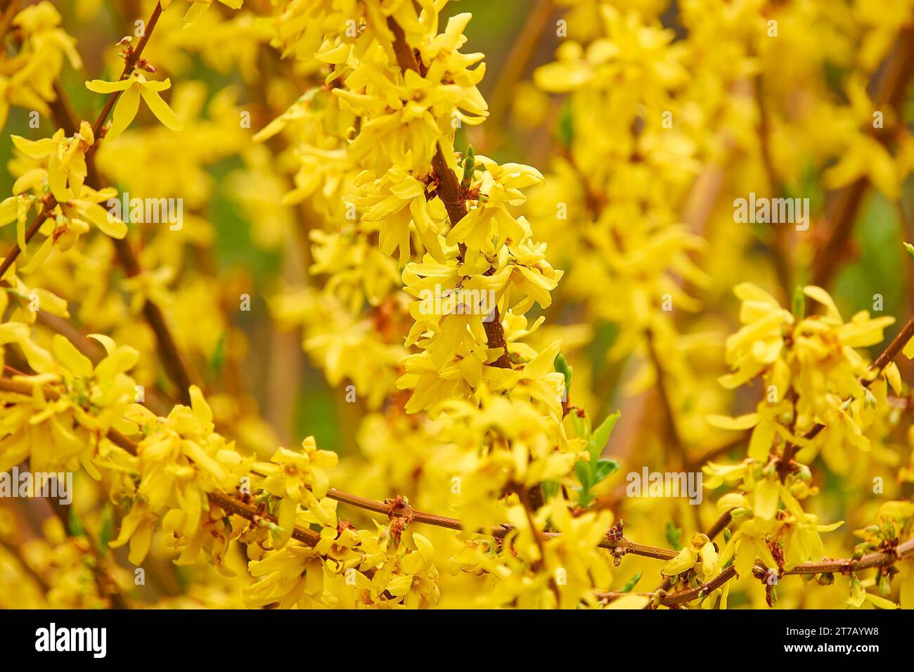 Forsythia (Easter tree) is genus of flowering plants in olive family Oleaceae. There are about 11 species, mostly native to eastern Asia, but one nati Stock Photo