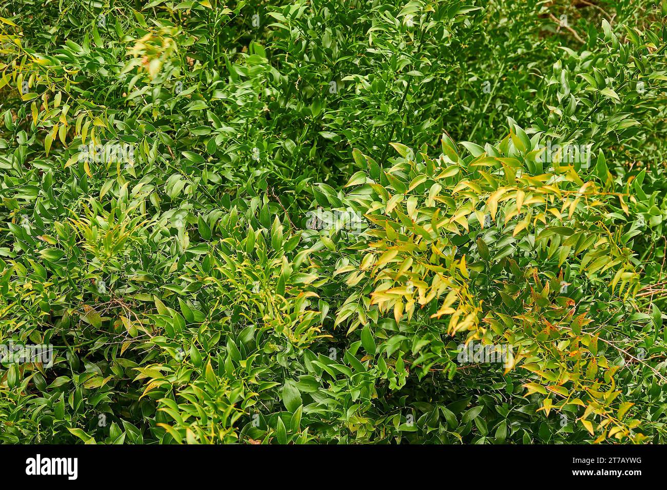 Danae racemosa (Alexandrian laurel or poet's laurel) is slow-growing evergreen shrub about 60 cm in diameter. Family Asparagaceae, subfamily Nolinoide Stock Photo