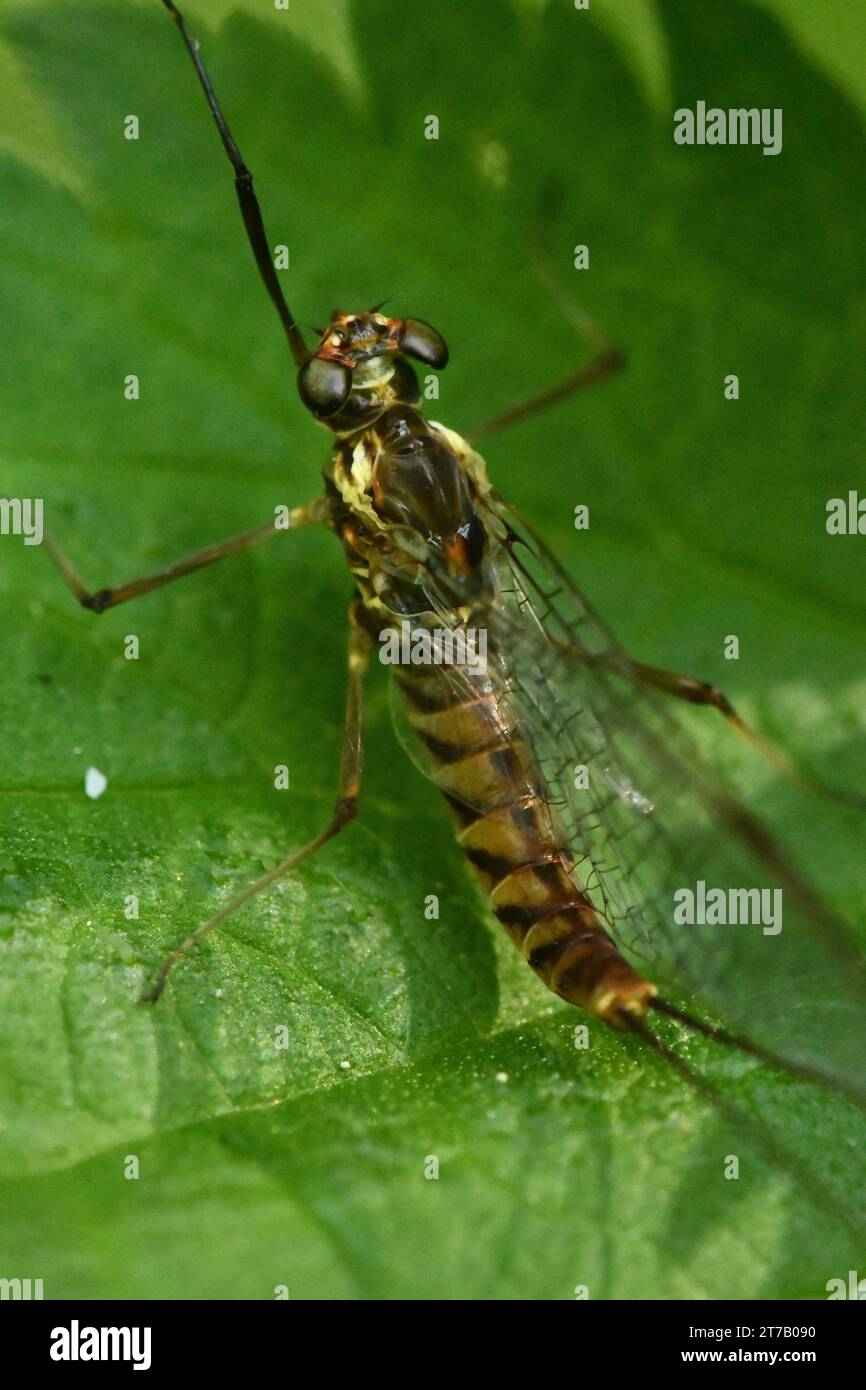 Macro photography of a mayfly Stock Photo