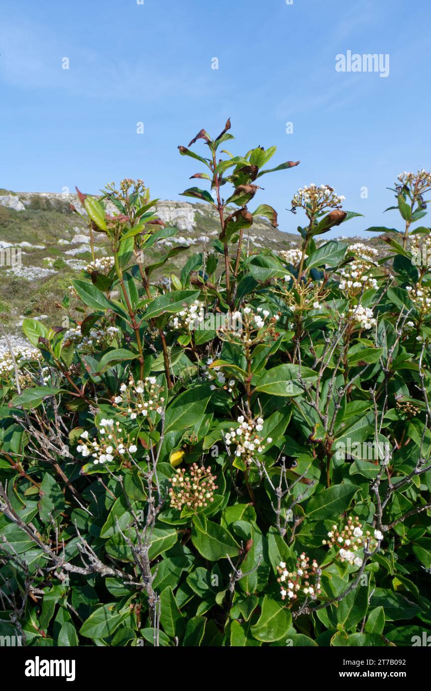 Laurustinus (Viburnum tinus) a garden escape of Mediterrranean origin, flowering in dense clumps on coastal rocks, Isle of Portland, UK, October. Stock Photo