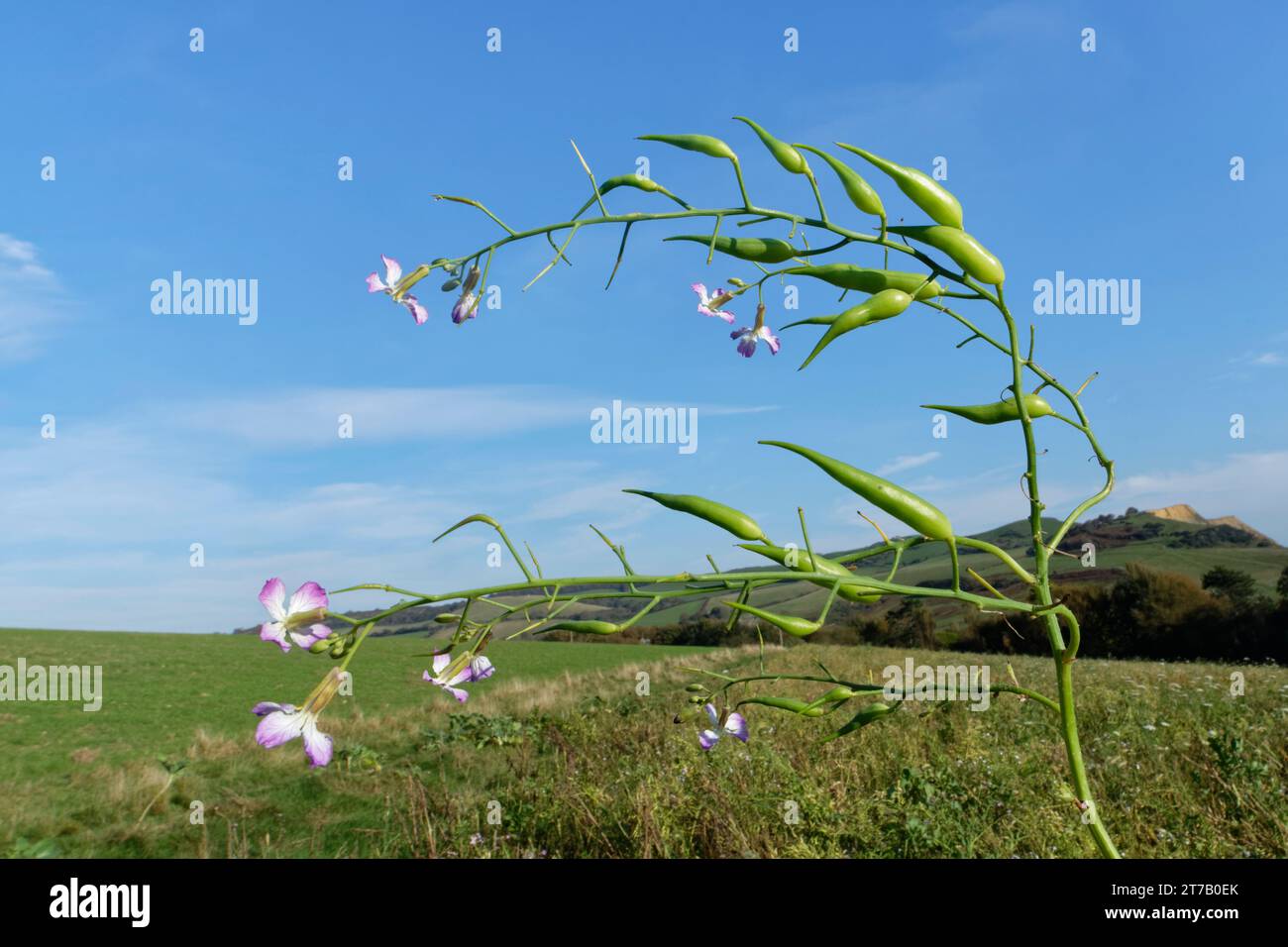Fodder radish (Raphanus sativus oleiformis) with flowers and seed pods in a game cover crop, Dorset, UK, October. Stock Photo