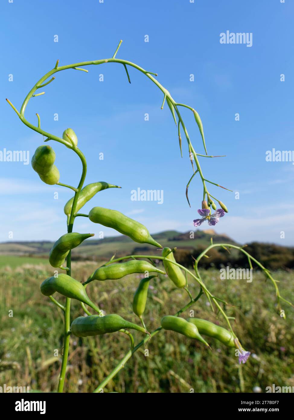 Fodder radish (Raphanus sativus oleiformis) with flowers and seed pods in a game cover crop, Dorset, UK, October. Stock Photo