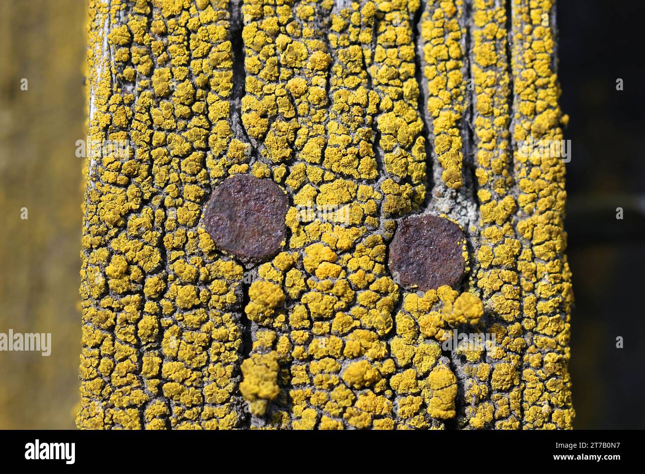 Candelariella vitellina, an eggyolk lichen growing on timber in Finland Stock Photo