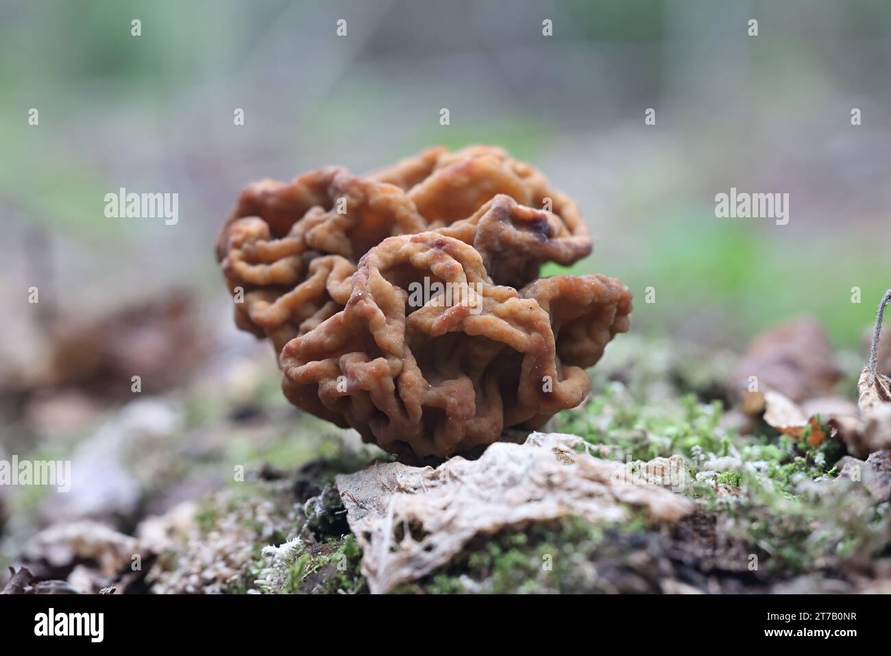 Gyromitra gigas, the snow morel, snow false morel, calf brain, or bull