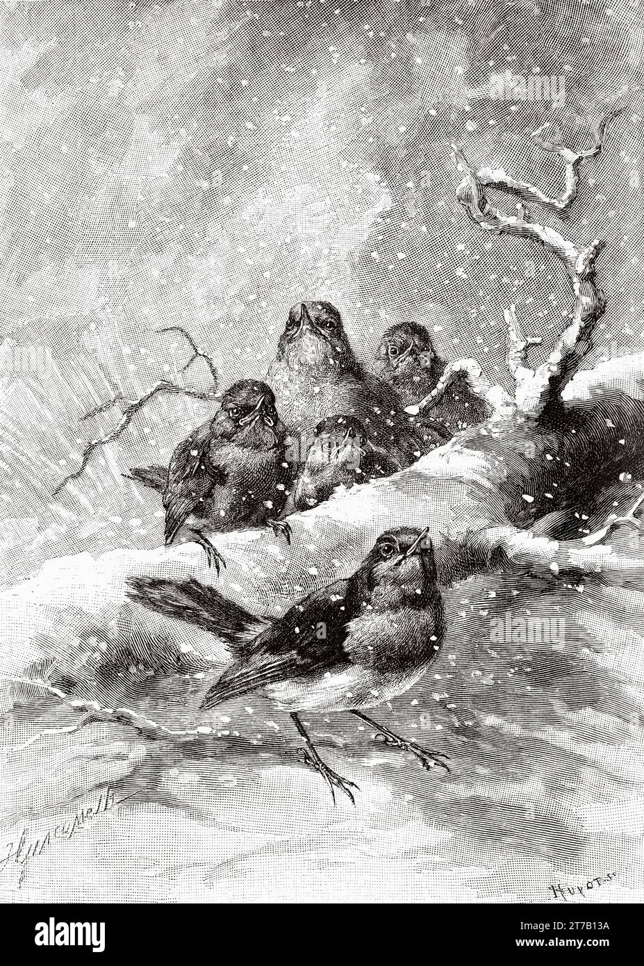 Portrait of European robin (Erithacus rubecula) birds in the snow. Old illustration from La Nature 1887 Stock Photo