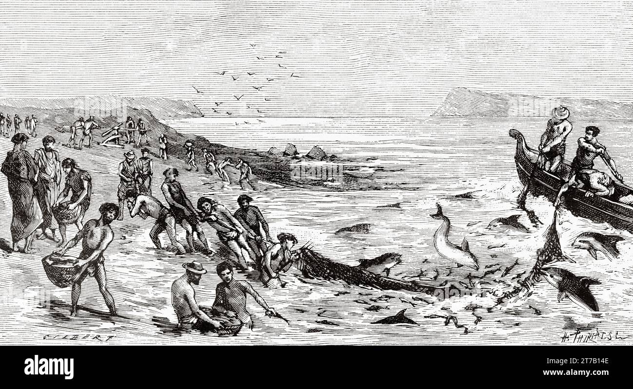Ancient fishing Mule fishing operated in antiquity with the help of  dolphins. Old illustration llustration by Gilbert from La Nature 1887I  Stock Photo - Alamy