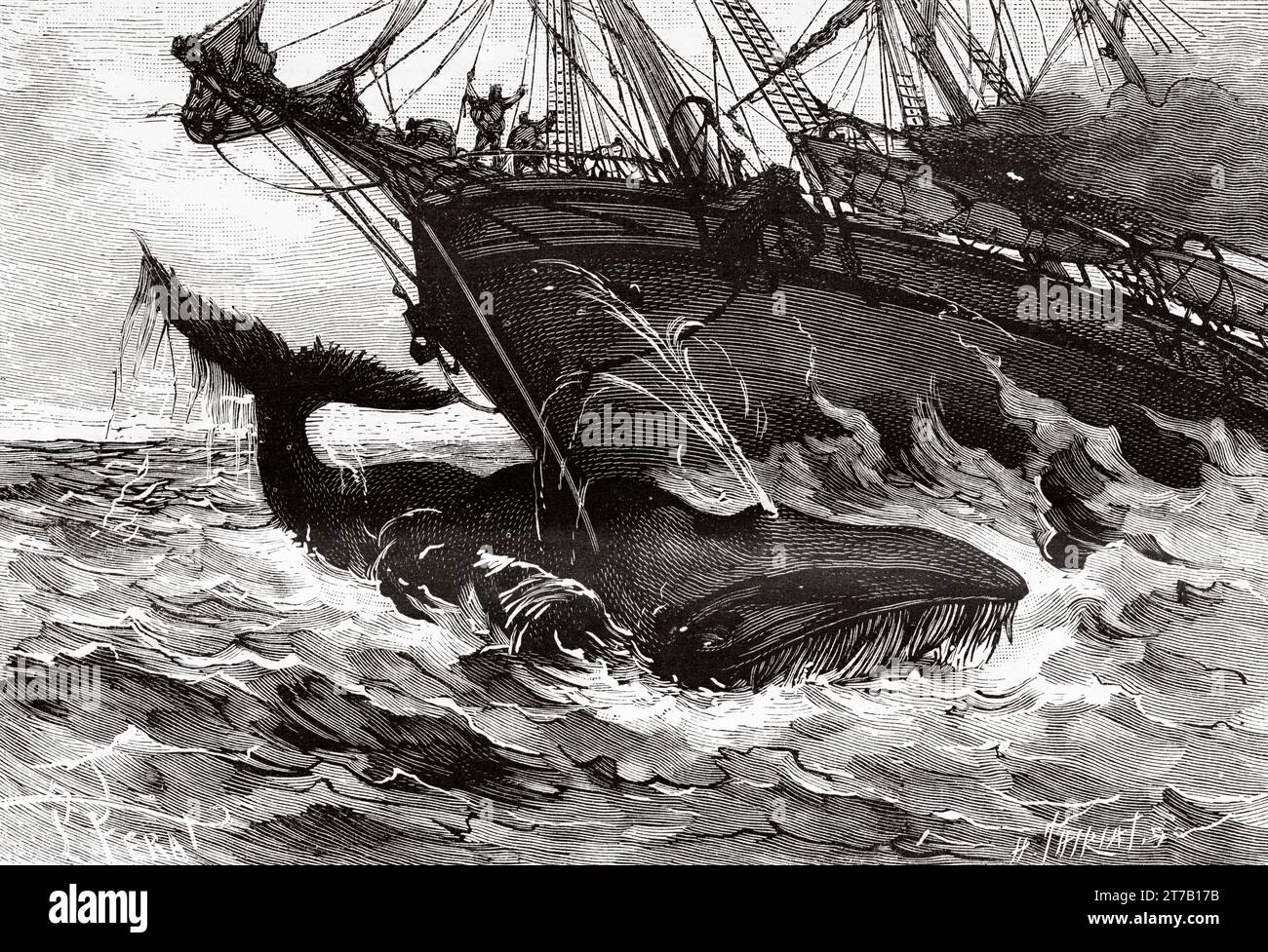 Collision of the steamer Waesland with a whale on July 13, 1886. Old illustration from La Nature 1887 Stock Photo
