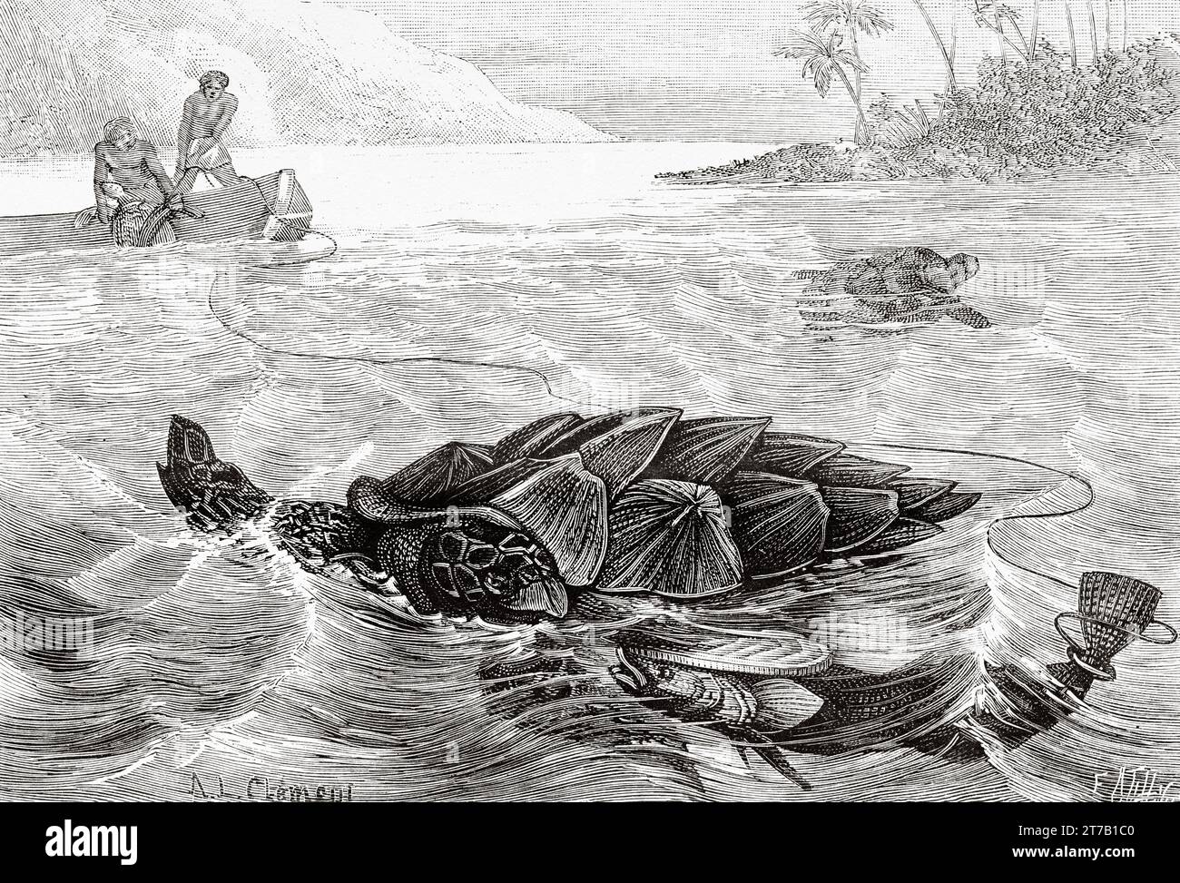 Traditional technique of turtle fishing using a remora fish. Old illustration from La Nature 1887 Stock Photo