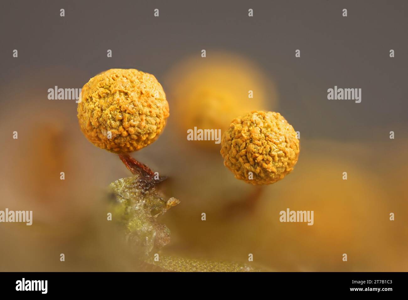 Physarum oblatum, also called Physarum maydis, slime mold from Finland, no common English name Stock Photo