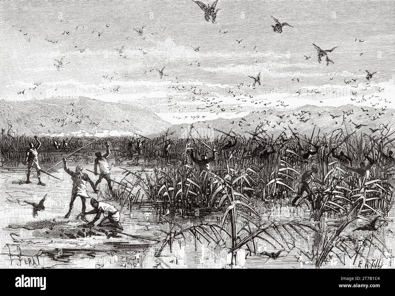 Capturing small birds with the help of falcons. Old illustration from La Nature 1887 Stock Photo