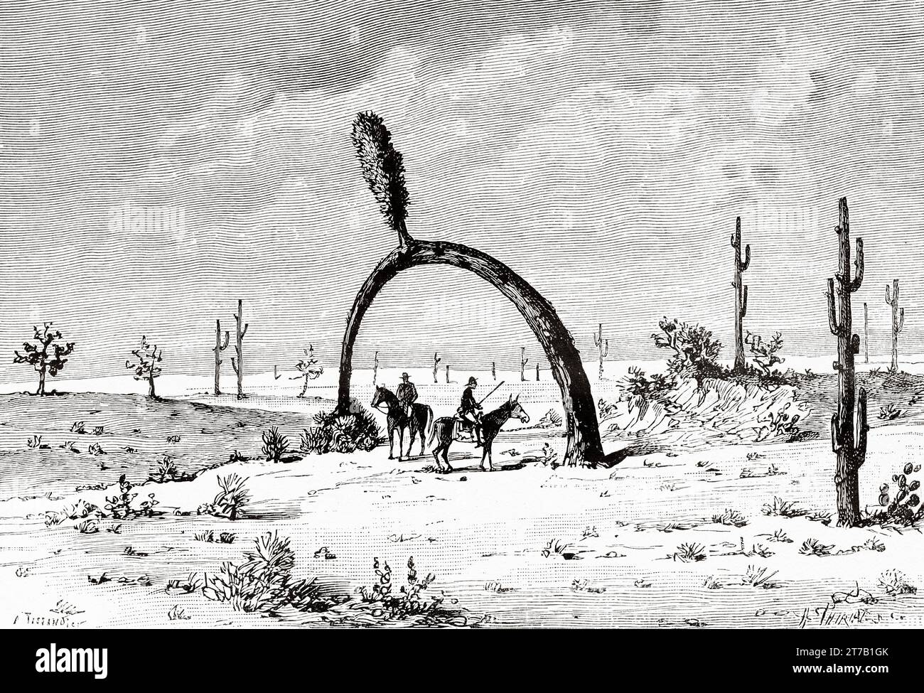 Giant Yucca at Mojave Desert, California, USA. Old illustration by Tissandier from La Nature 1887 Stock Photo