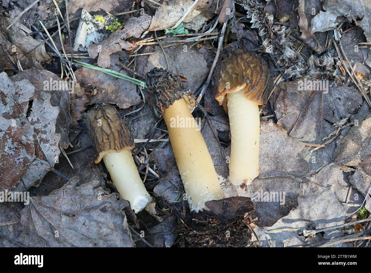 Verpa bohemica, known as the early morel, early false morel or the wrinkled thimble-cap, wild edible mushroom from Finland Stock Photo