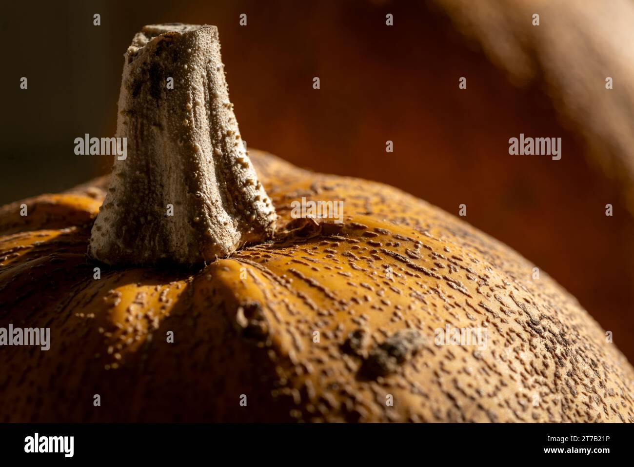 A cosy autumn scene features two vibrant orange pumpkins bathed in natural light, resting on a windowsill. The warm glow enhances the seasonal charm, Stock Photo