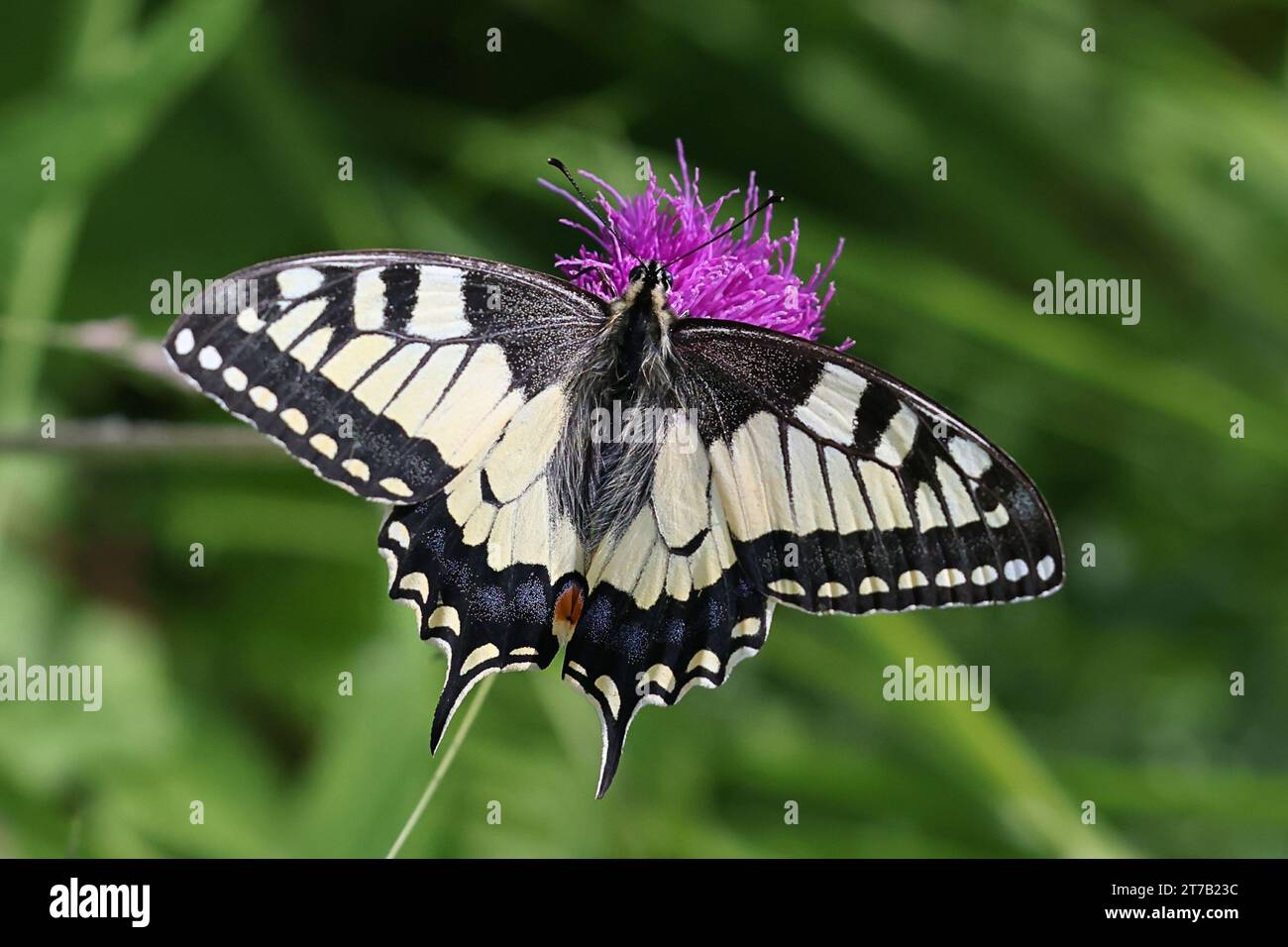 Papilio machaon, commonly known as swallotail or old world swallowtail, feeding on melancholy thistle in Finland Stock Photo