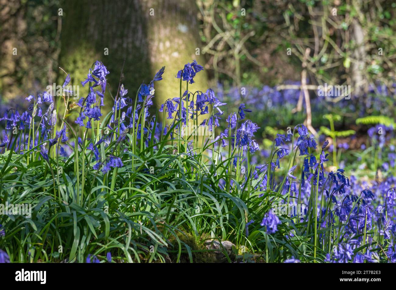Bluebells in a woodland just north of Portsmouth, Hampshire, England UK. Stock Photo