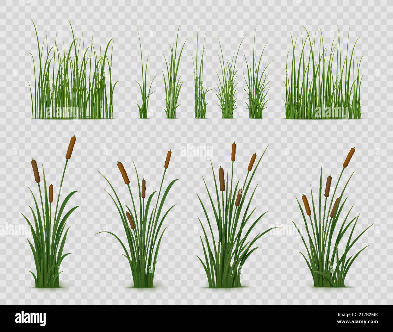 Realistic reed, sedge and grass or green plant leaves, isolated vector on transparent background. Realistic reed, pond or river nature, swamp sedge and lake grass for summer garden landscape Stock Vector