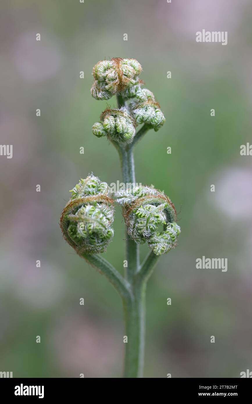 Pteridium aquilinum, commonly called bracken, brake or common bracken, new shoots of a fern Stock Photo