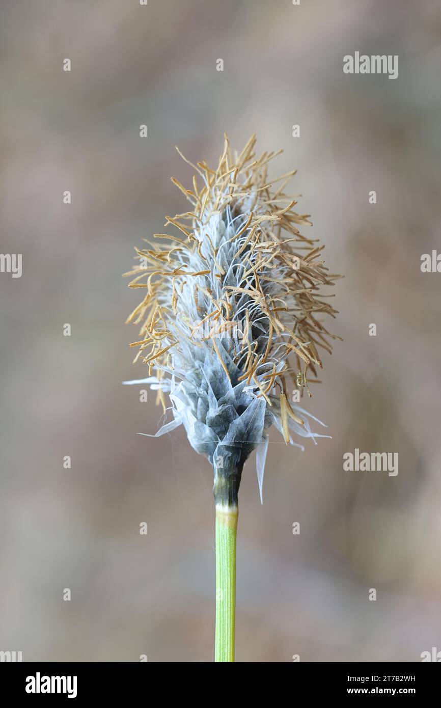 Eriophorum vaginatum, known as the hare's-tail cottongrass, tussock cottongrass, or sheathed cottonsedge, new shoot blooming in Finland Stock Photo