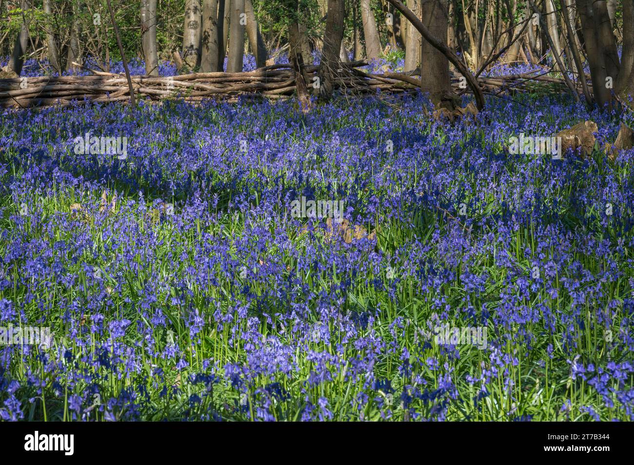 Bluebells in a woodland just north of Portsmouth, Hampshire, England UK. Stock Photo