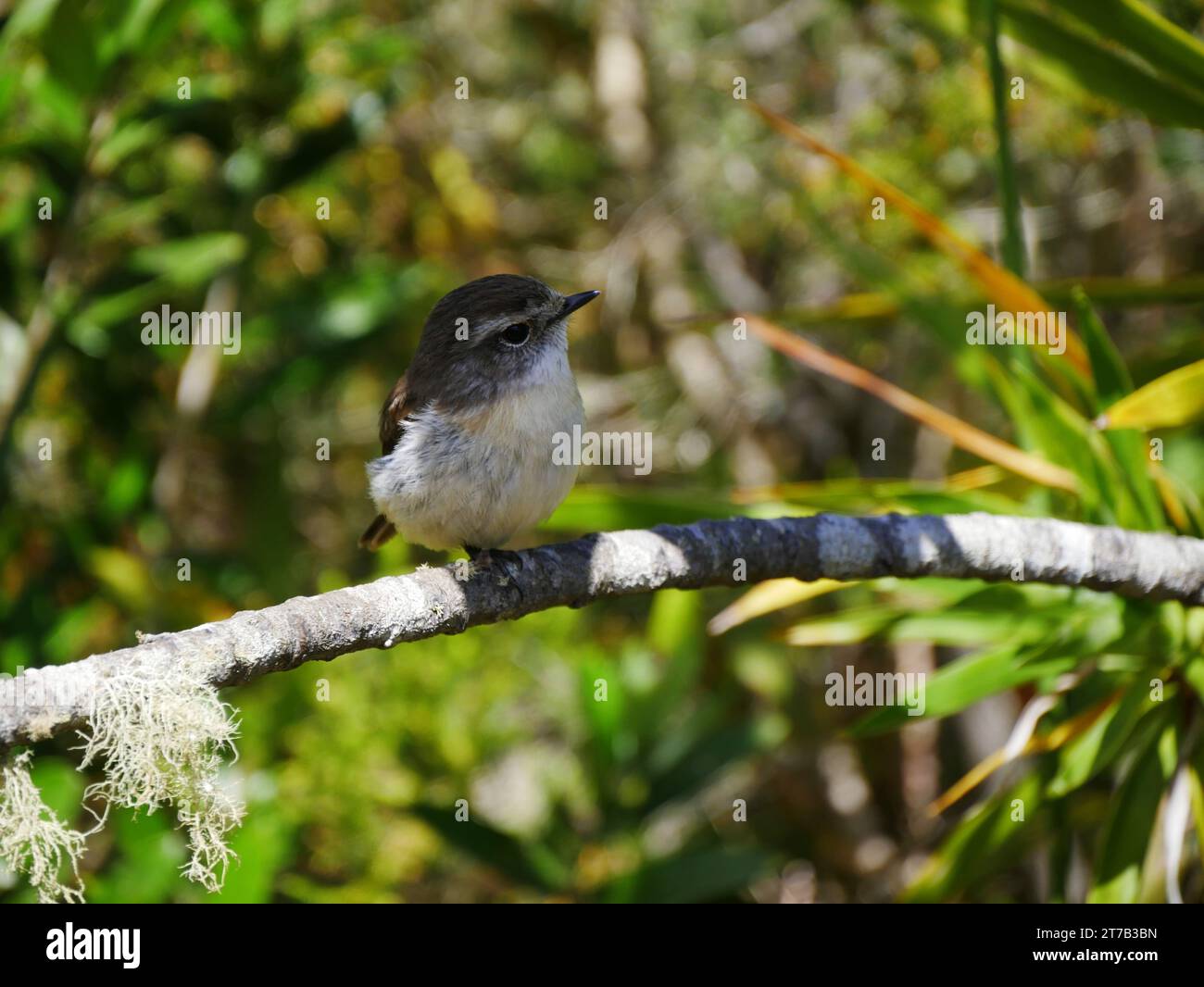 Tec Tec bird on a branch, Reunion island Stock Photo