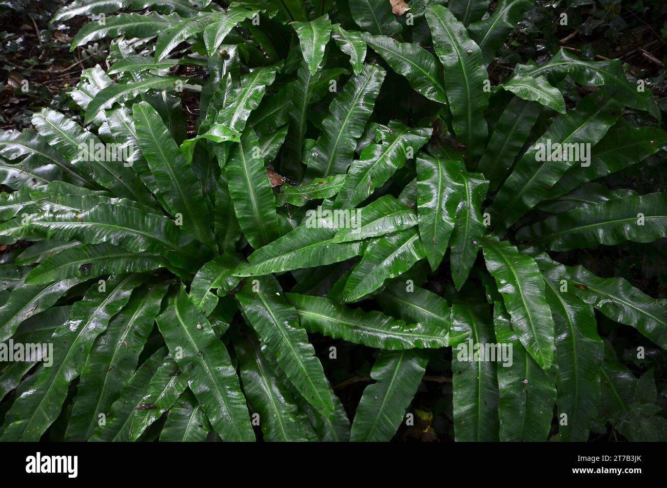 Hart's tongue fern in woodland Stock Photo