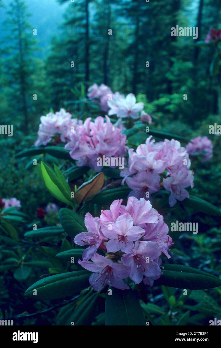 Pacific rhododendron (Rhododendron macrophyllum) clusters, Kalmiopsis ...