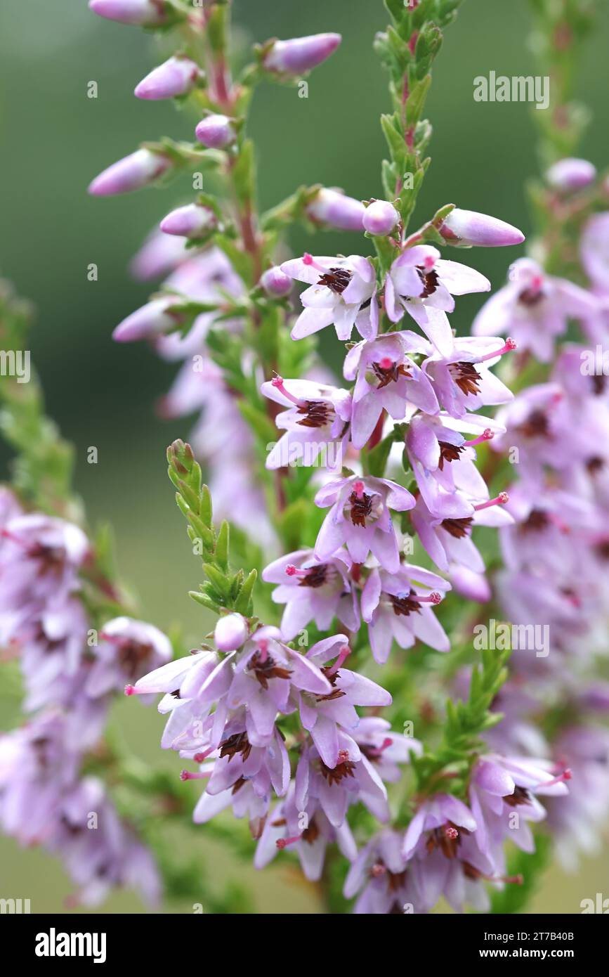 Heather, Calluna vulgaris, also called Common heather or Ling, wild flowering plant from Finland Stock Photo