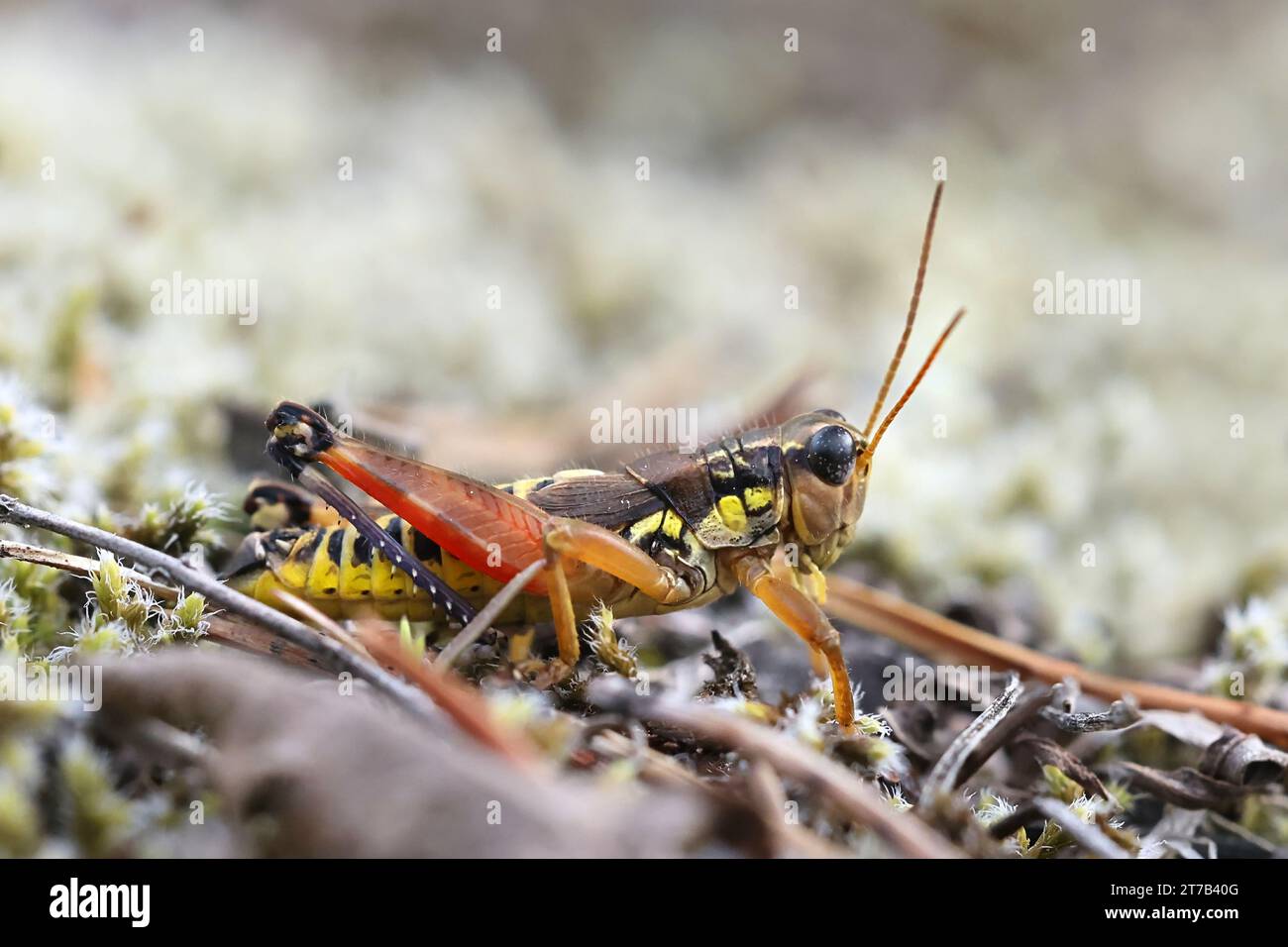 Podisma pedestris, known as common mountain grasshopper Stock Photo