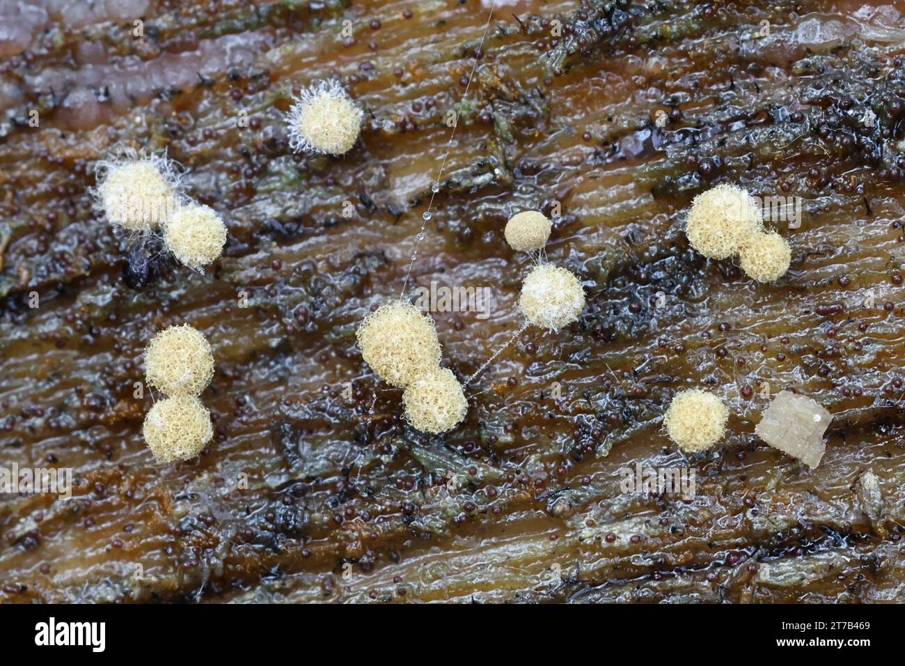 Arcyria pomiformis, a slime mold from Finland, no common English name Stock Photo